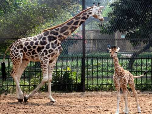 Alipore Zoo, Kolkata | Timings, Images, History | West Bengal 